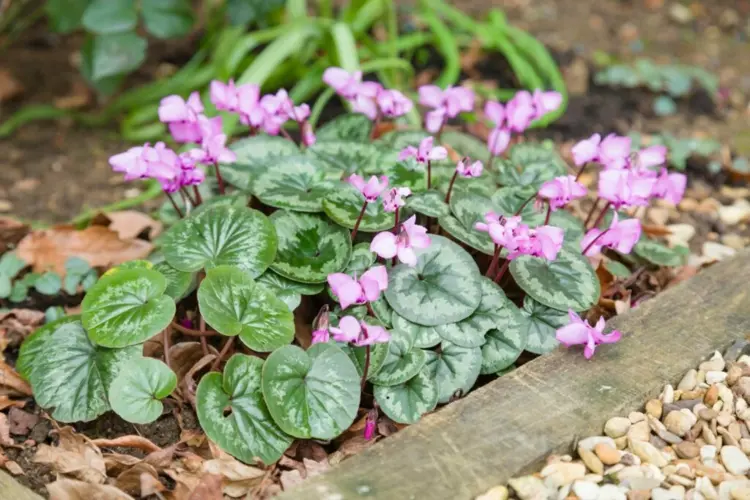 Some cyclamen are hardy and suitable for gardens