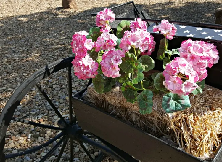 Straw bale decoration for outdoors with geraniums