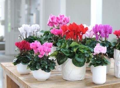 The-right-spot-for-cyclamen-should-be-light-and-cool