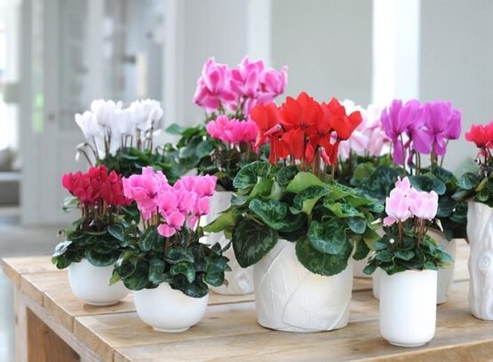 The-right-spot-for-cyclamen-should-be-light-and-cool