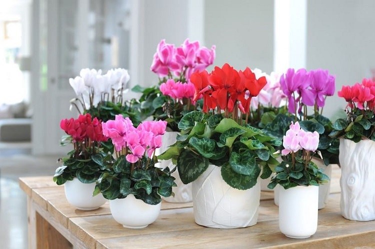 The right spot for cyclamen should be light and cool