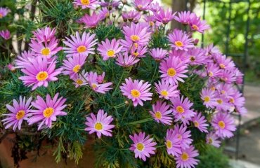 Typical-fall-flowers-for-the-balcony-asters