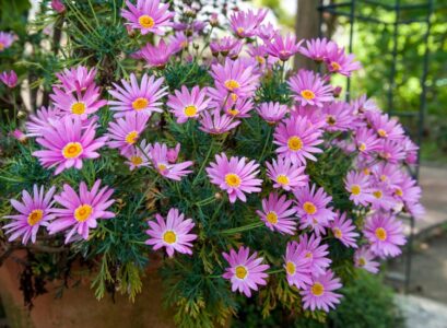 Typical-fall-flowers-for-the-balcony-asters