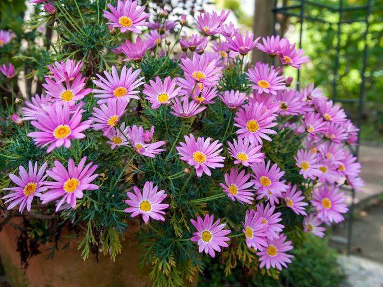 Typical fall flowers for the balcony asters