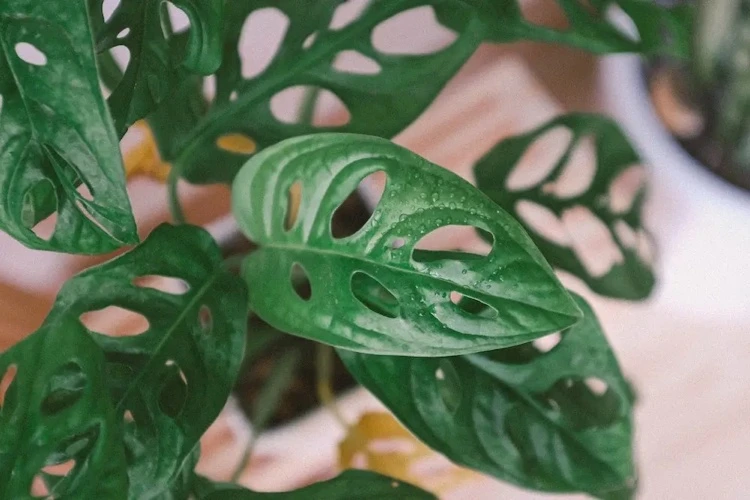 What-are-the-most-popular-Monstera-species