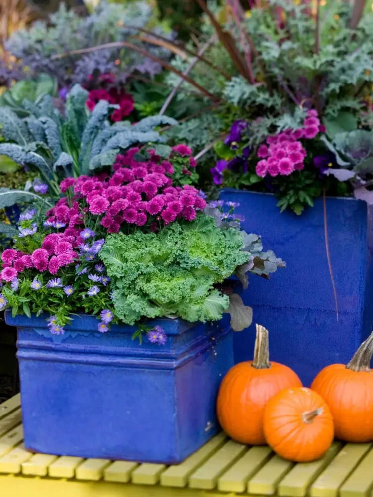 What you need to know about growing potted flowers in fall
