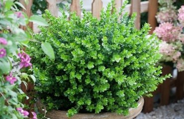 cold-resistant-evergreen-shrubs-in-pots-patio-balcony-preferred-species