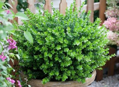 cold-resistant-evergreen-shrubs-in-pots-patio-balcony-preferred-species