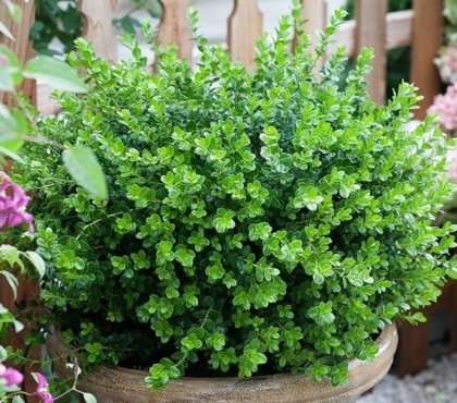 cold-resistant-evergreen-shrubs-in-pots-patio-balcony-preferred-species