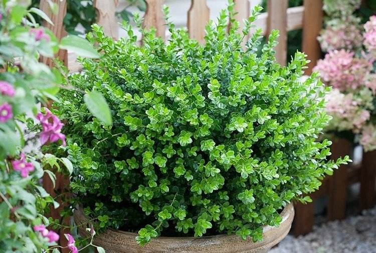 cold resistant evergreen shrubs in pots patio balcony preferred species