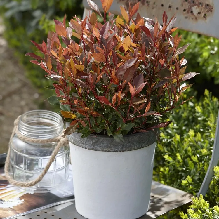 evergreen shrub in pot cold resistant photinia red robin balcony and patio