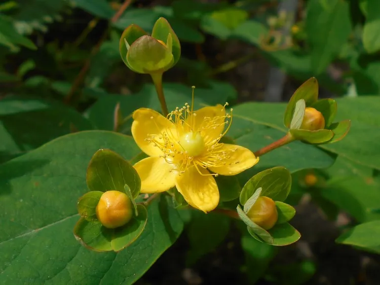 evergreen-shrubs-in-pots-for-patios-and-balconies-St-Johns-wort