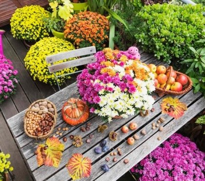 fall-flowers-for-balcony-in-different-colors
