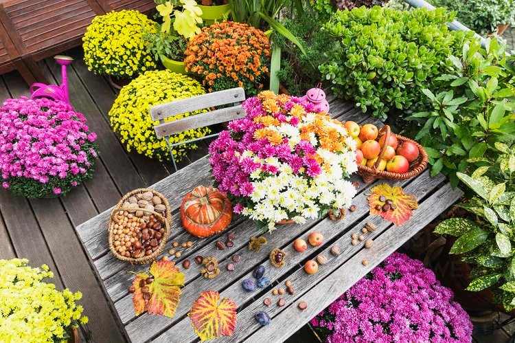 fall flowers for balcony in different colors