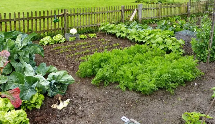 gardening in fall refresh your vegetable garden for next year