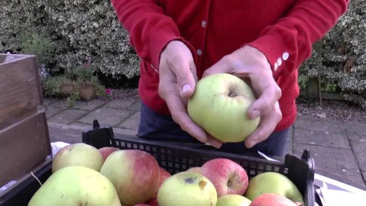 how to best preserve your apples cool storage temperature