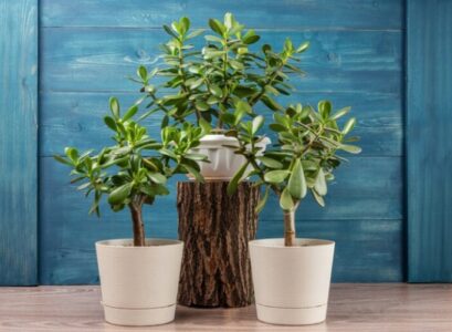 how-to-care-for-jade-plant