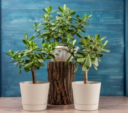 how-to-care-for-jade-plant