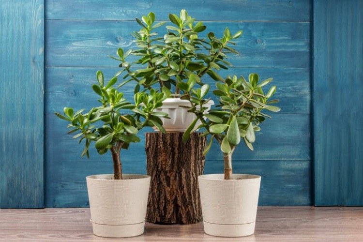 how to care for jade plant