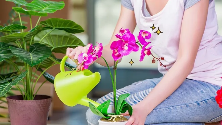 how to make an orchid bloom tips tricks