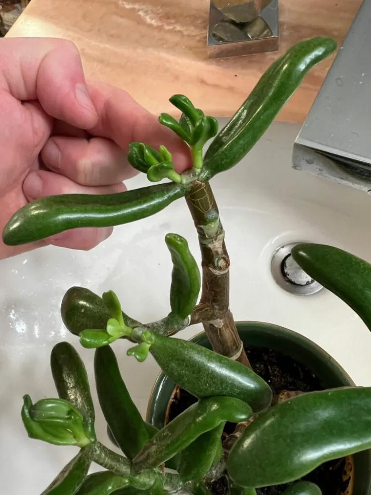 how to make jade plant bloom