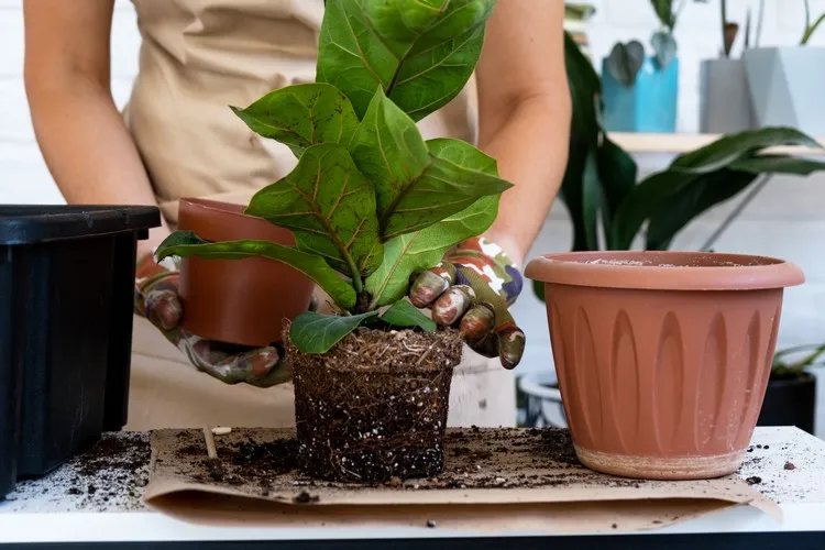 how to repot a houseplant properly guide