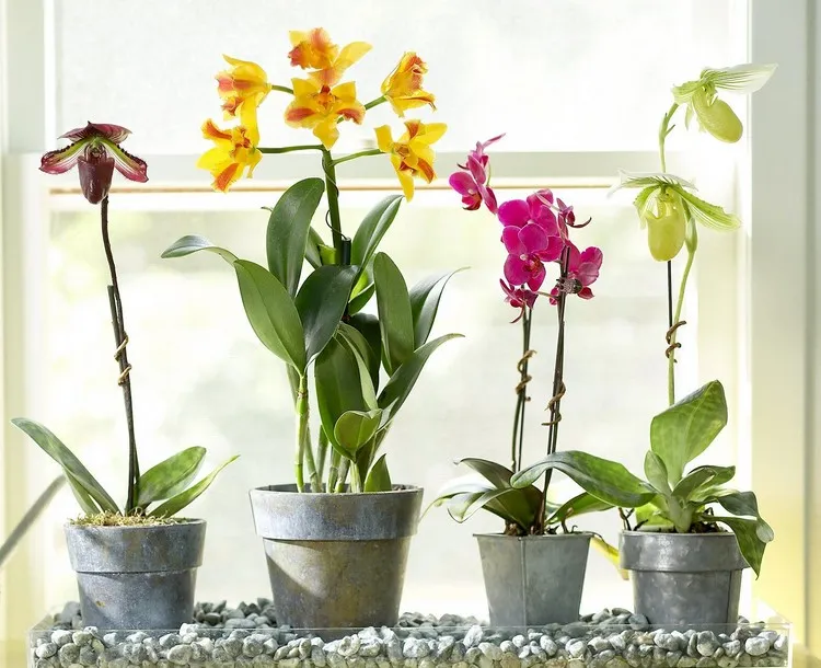 how to rescue an orchid back from holiday tips and tricks