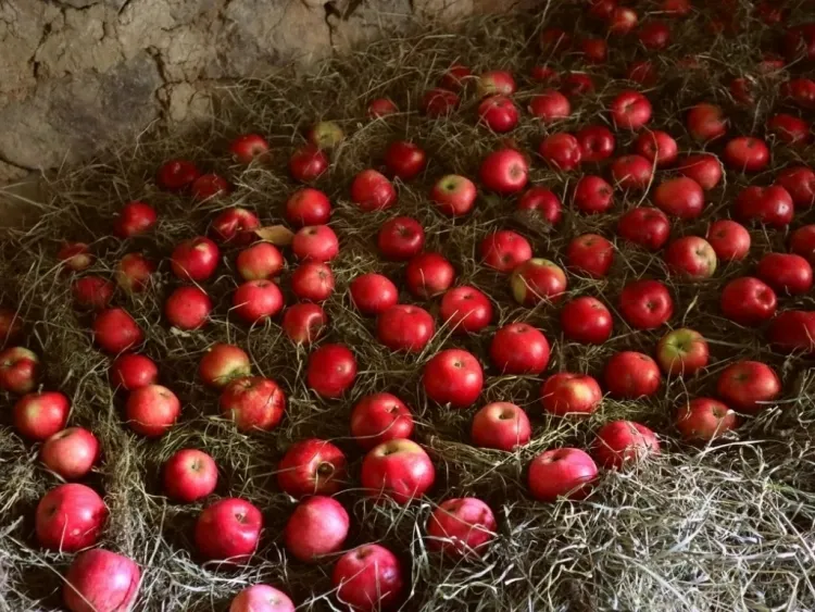 how to store apples best long lasting varieties