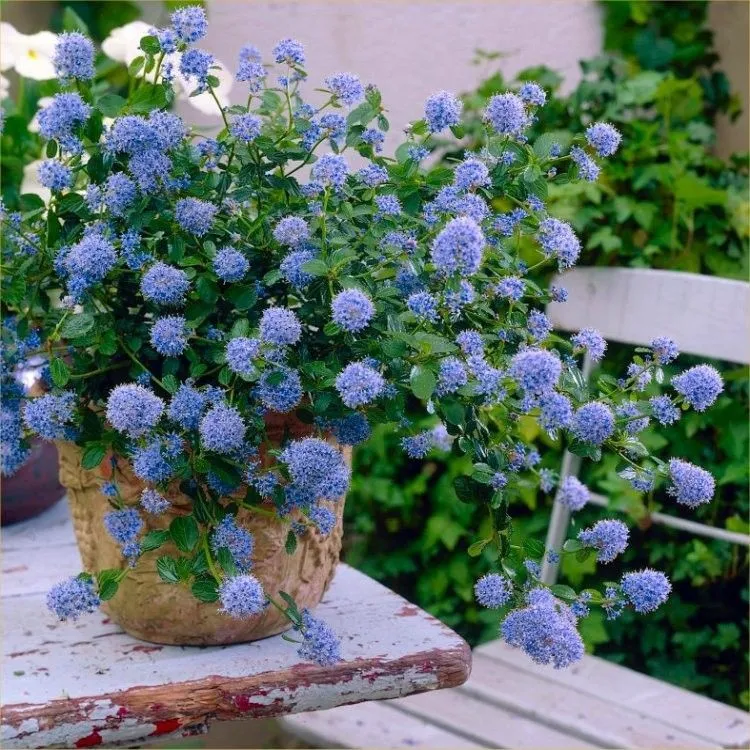 potted evergreen shrubs for balcony and terrace rustic ceanothus shrub