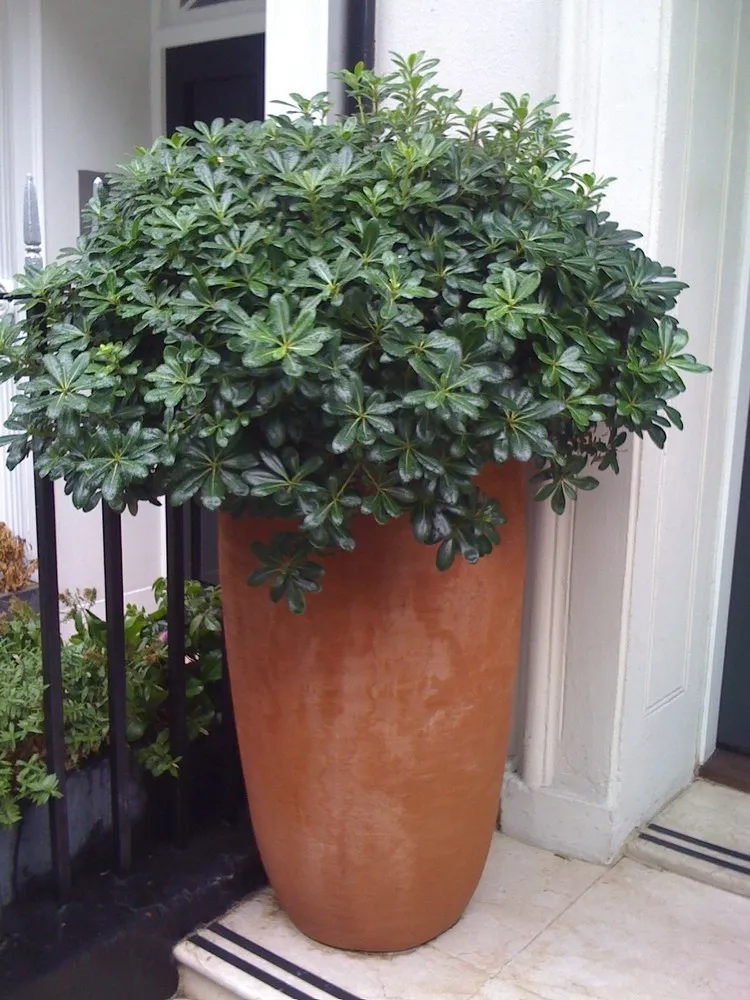 potted evergreen shrubs cold resistant balcony and terrace Pittosporum tenuifolium