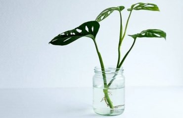 propagate-Monstera-by-cuttings-in-water
