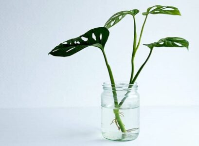 propagate-Monstera-by-cuttings-in-water