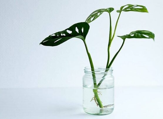 propagate-Monstera-by-cuttings-in-water
