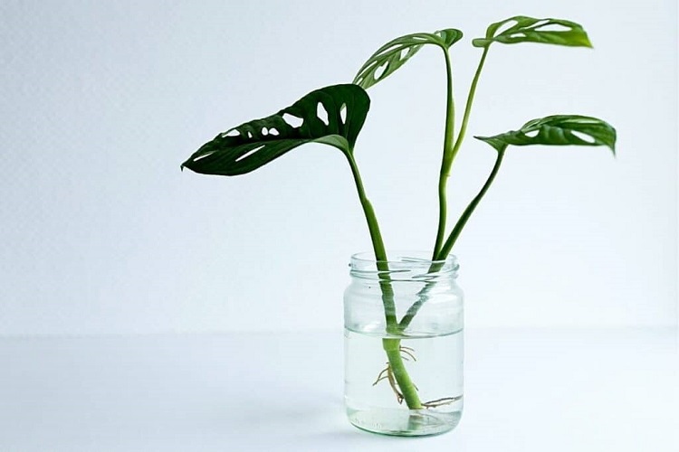 propagate Monstera by cuttings in water