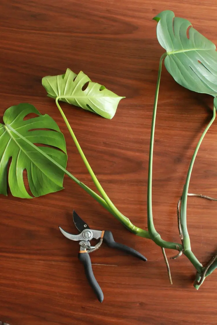 propagate Mosntera with or without aerial roots