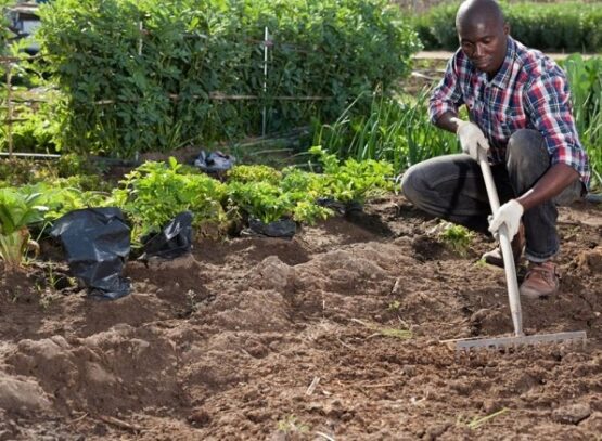 what-to-plant-in-october-enrich-the-soil-with-compost