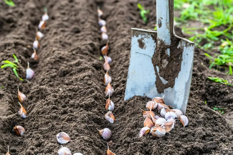 what to plant in october garlic