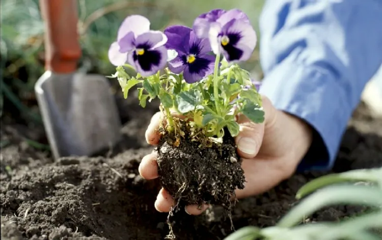 what to plant in october early flowering shrubs flowers