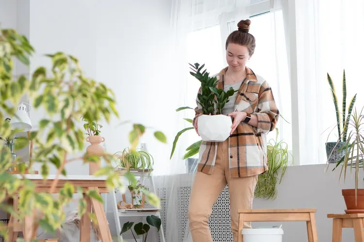 when to avoid repotting a houseplant