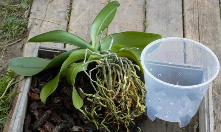 orchid roots need to absorb sunlight