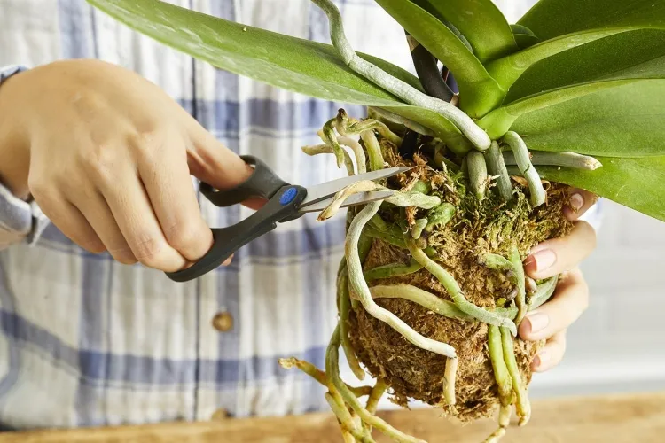when to repot an orchid remove roots carefully