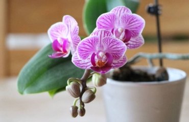 when-to-repot-an-orchid-tips-and-methods
