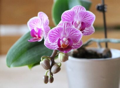 when-to-repot-an-orchid-tips-and-methods