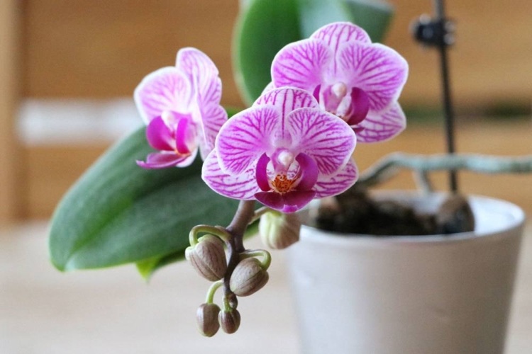 when to repot an orchid tips and methods