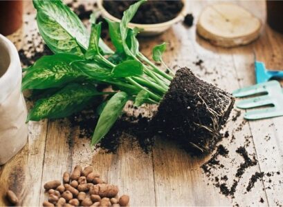 when-to-repot-houseplants-when-to-repot-houseplants-tips