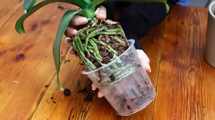 when you repot orchids cut black soggy hollow roots