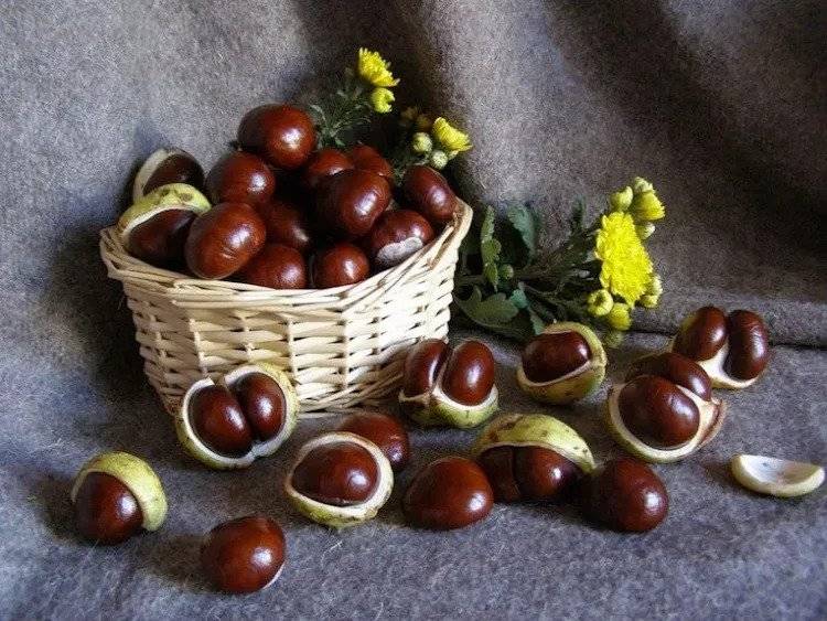 Chestnut craft ideas DIY fall decorations