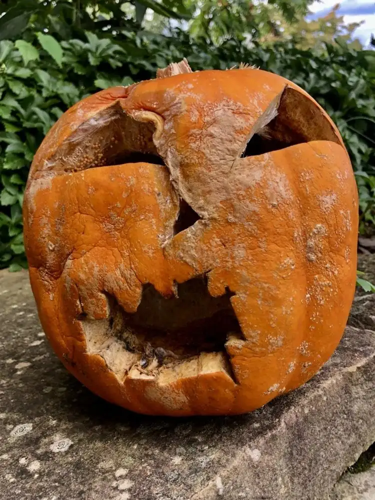 How long does a carved pumpkin last