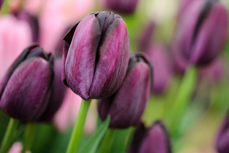 Planting tulips in fall what you should know