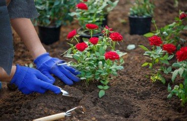 Rose-planting-useful-tips-for-beginners-instructions